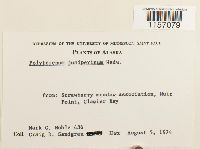 Polytrichum juniperinum image