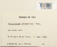 Polytrichum juniperinum image