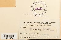 Polytrichum juniperinum image