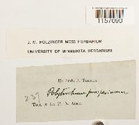 Polytrichum juniperinum image