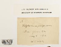 Polytrichum juniperinum image