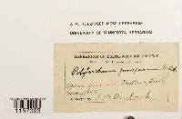 Polytrichum juniperinum image