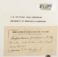 Polytrichum juniperinum image