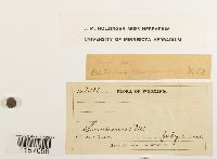 Polytrichum juniperinum image