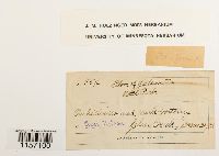 Polytrichum juniperinum image