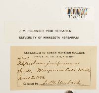 Polytrichum juniperinum image