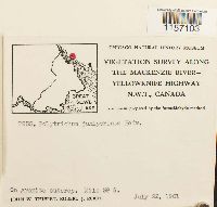 Polytrichum juniperinum image