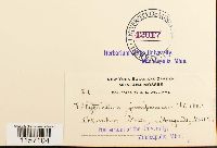 Polytrichum juniperinum image