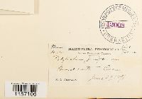 Polytrichum juniperinum image