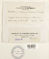 Image Associated With the Occurrence