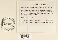 Pohlia wahlenbergii image
