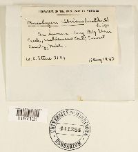 Pohlia wahlenbergii image