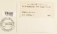 Pohlia wahlenbergii image