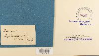 thumbnail image of current specimen