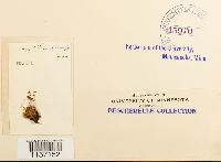 Pohlia drummondii image