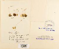 Pohlia elongata image