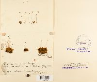 Pohlia elongata image