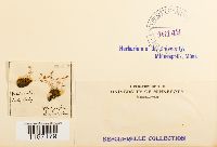 Pohlia nutans image