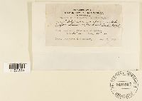 Polytrichum juniperinum image