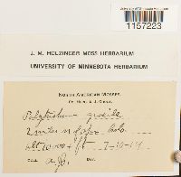 Polytrichum longisetum image