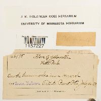 Polytrichum longisetum image