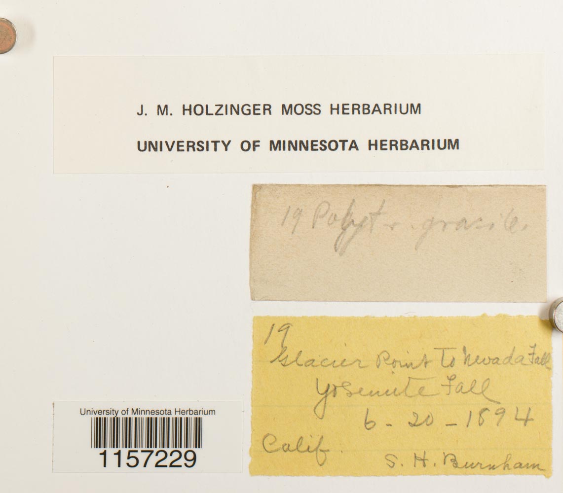 Polytrichum longisetum image