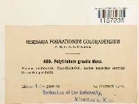 Polytrichum longisetum image