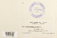 Polytrichum longisetum image