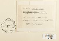 Polytrichum longisetum image