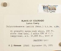 Polytrichum lyallii image
