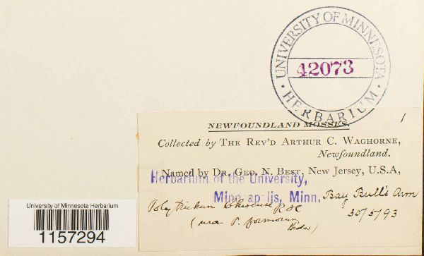 Polytrichastrum ohioense image