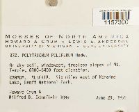 Polytrichum piliferum image