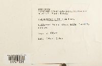 Polytrichum piliferum image