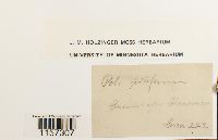 Polytrichum piliferum image