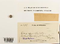 Polytrichum piliferum image