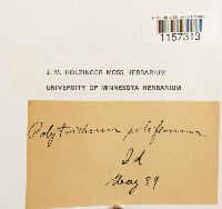 Polytrichum piliferum image