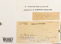 Polytrichum piliferum image