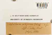 Polytrichum piliferum image