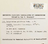 Polytrichum piliferum image