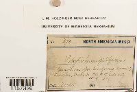 Polytrichum piliferum image