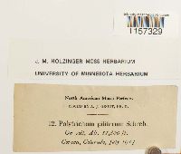 Polytrichum piliferum image