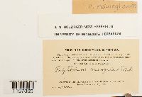 Polytrichum sexangulare image