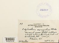 Polytrichum sexangulare image