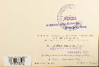 Polytrichum sexangulare image