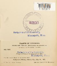 Polytrichum sexangulare image