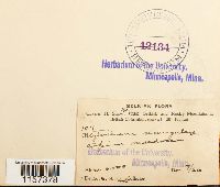 Polytrichum sexangulare image