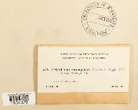 Polytrichum sexangulare image