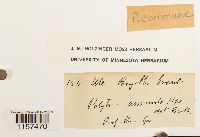 Polytrichum commune image