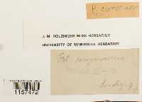 Polytrichum commune image