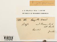 Polytrichum juniperinum image